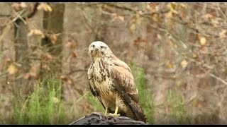 Buteo buteo in  Slomo High speed