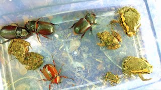 Hunt red rhinoceros beetles and cute land frogs by Insect hunting 8,797 views 3 months ago 8 minutes, 45 seconds