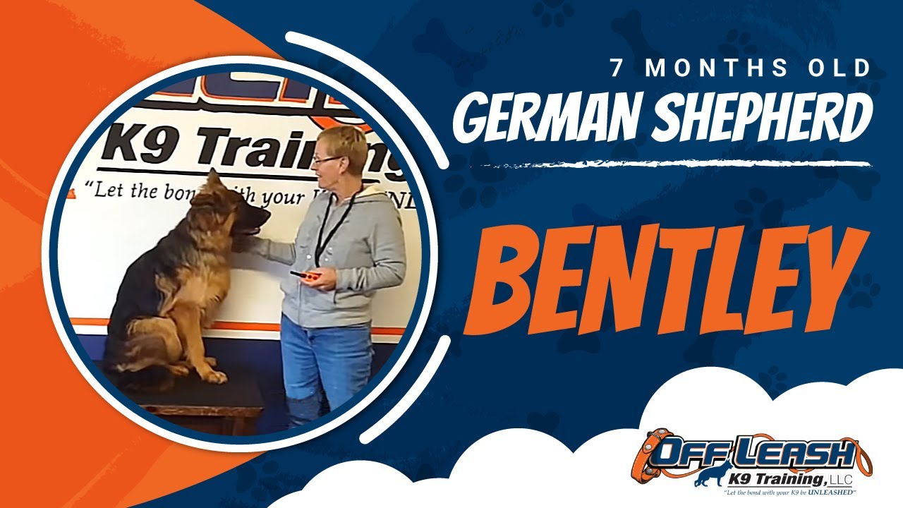 7-Month Old German Shepherd, Bentley! Best German Shepherd ...