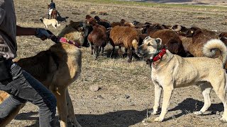 HIRÇO İLE DEV KANGAL KARŞI KARŞIYA - HORASANIN GENİŞ ARAZİLERİNİ GÜN BOYU YÜRÜDÜK