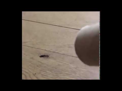 how-to-trap-a-centipede