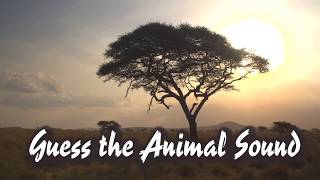 Guess the Animal Sound Game screenshot 5