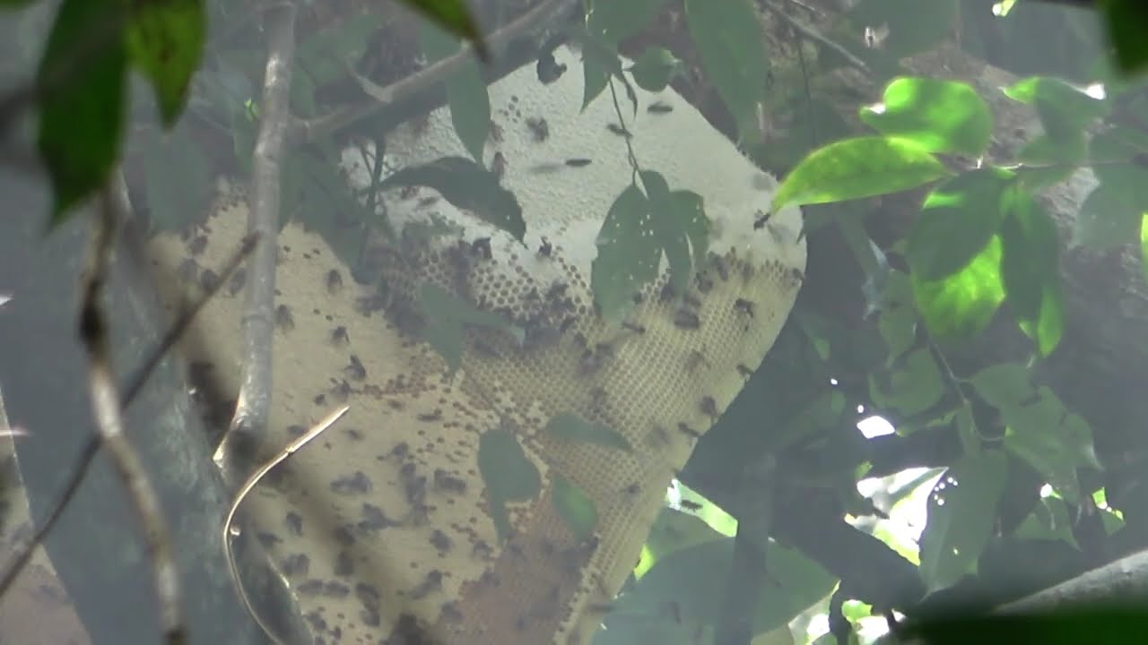 SĂN TÌM MẬT ONG RỪNG, SĂN GÀ RỪNG, NGỦ RỪNG - Trại Lớn - T44