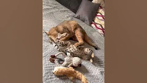 Watch the video about Savannah cat Isaï and caracat F1 Hathor