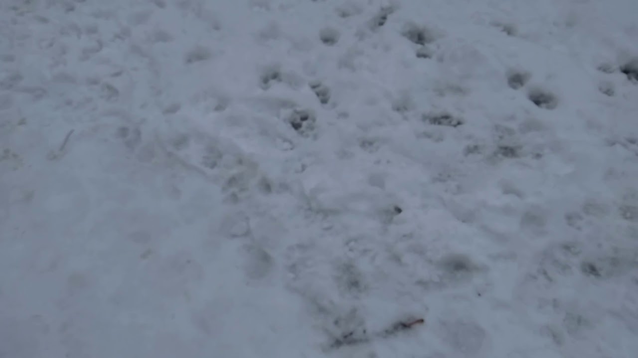 снег растаял в снегу - YouTube