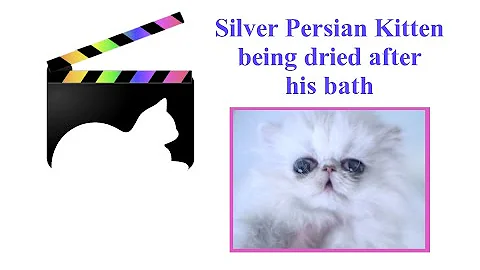 Video 3177321: persian kitten bathing, silver persian kitten, litter