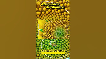 A SEQUÊNCIA DE FIBONACCI | #história #shorts #curiosidades