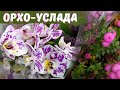 Орхидейное наслаждение. Обзор орхидей в ТЦ "Твой дом" (13.10.2021г.)