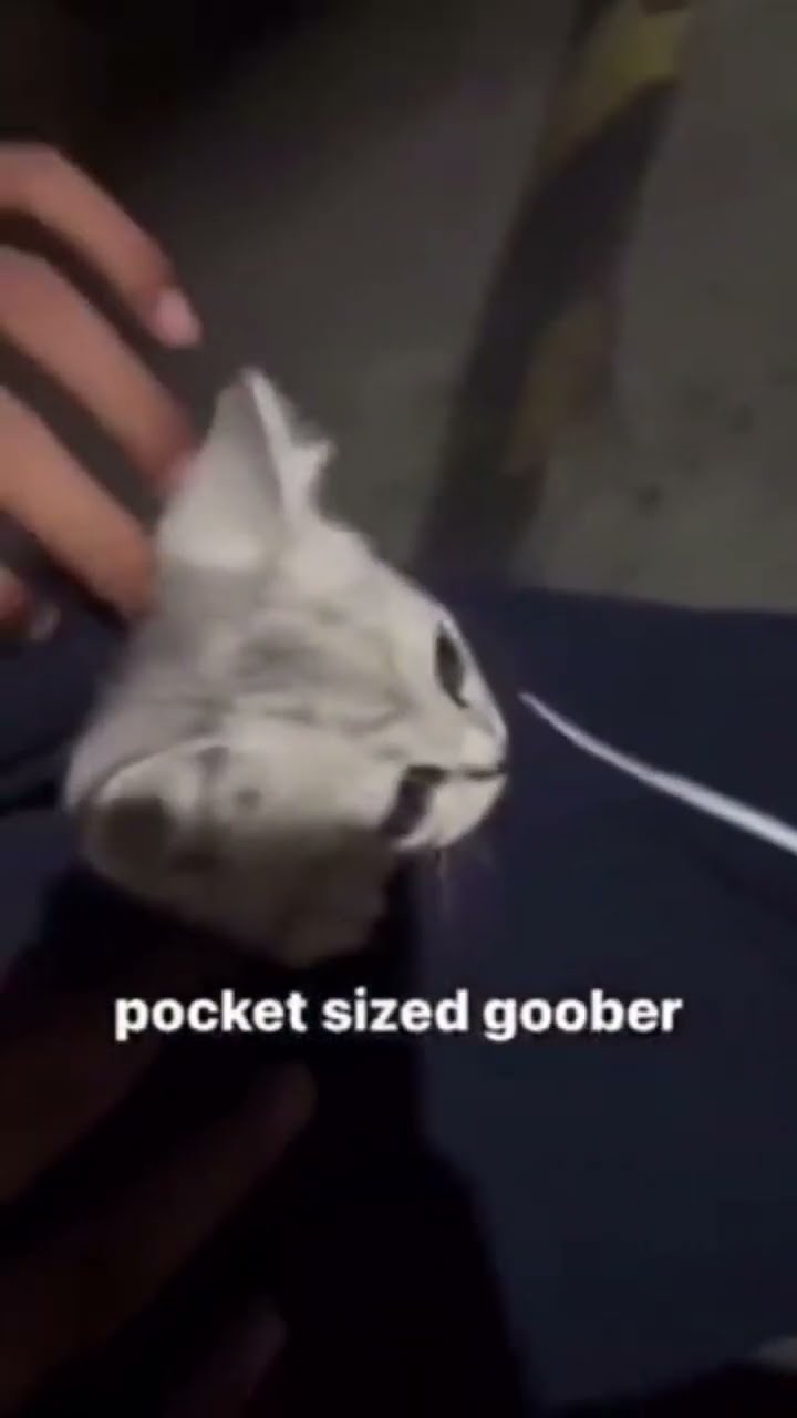 Pocket sized friend just like hey this my song