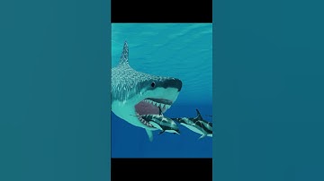 The Megalodon Prehistoric Predator!! #shorts