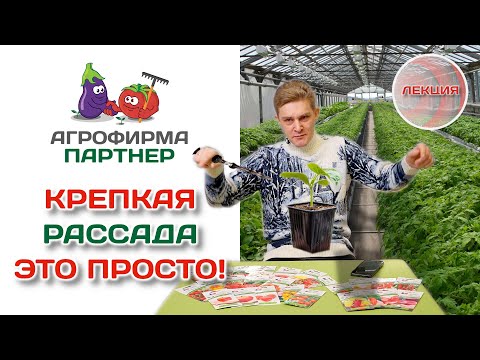 Как избежать ошибок при выращивании рассады | Крепкая рассада – это просто! #огород #рассада #семена