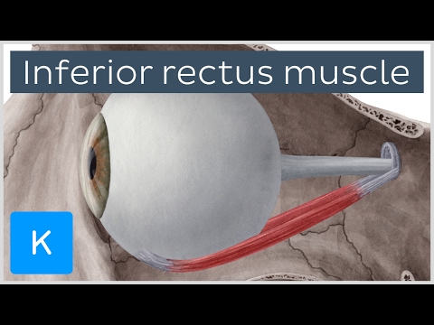 Video: Inferior Rectus Muscle Anatomy, Function & Diagram - Kroppskartor