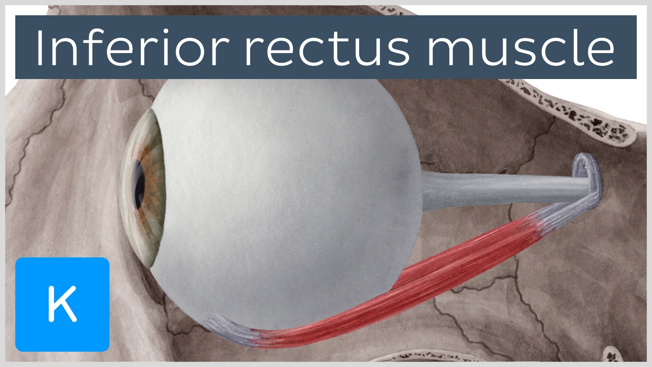 Inferior rectus muscle of the eye (musculus rectus inferior bulbi