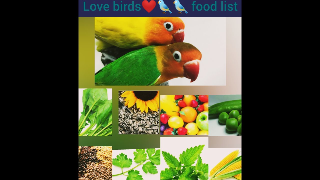 Love birds food list , African love birds feeding, about love birds helthy food YouTube