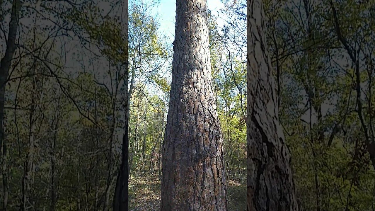Second Largest Pine Tree In Oklahoma YouTube