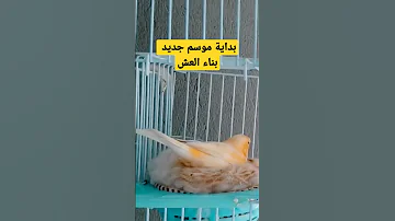 بناء عش الكناري طيور الكناري للطيور الكناري الحسون طريقة بيروش إعطاء طيور الحب 