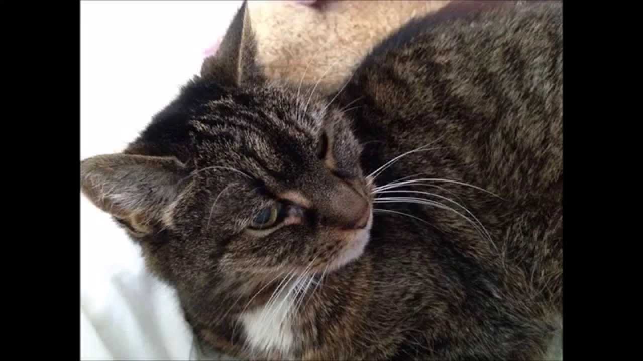 MY CAT DIED IN MY ARMS YouTube