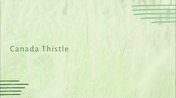 Getting the Most out of Every Acre: Canada Thistle