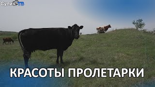 Природа х. Пролетарка