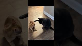 #catshorts  #funnycats #cats #cat #funny