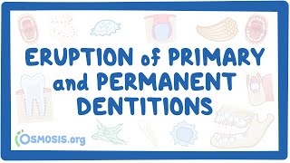Eruption of primary and permanent dentitions