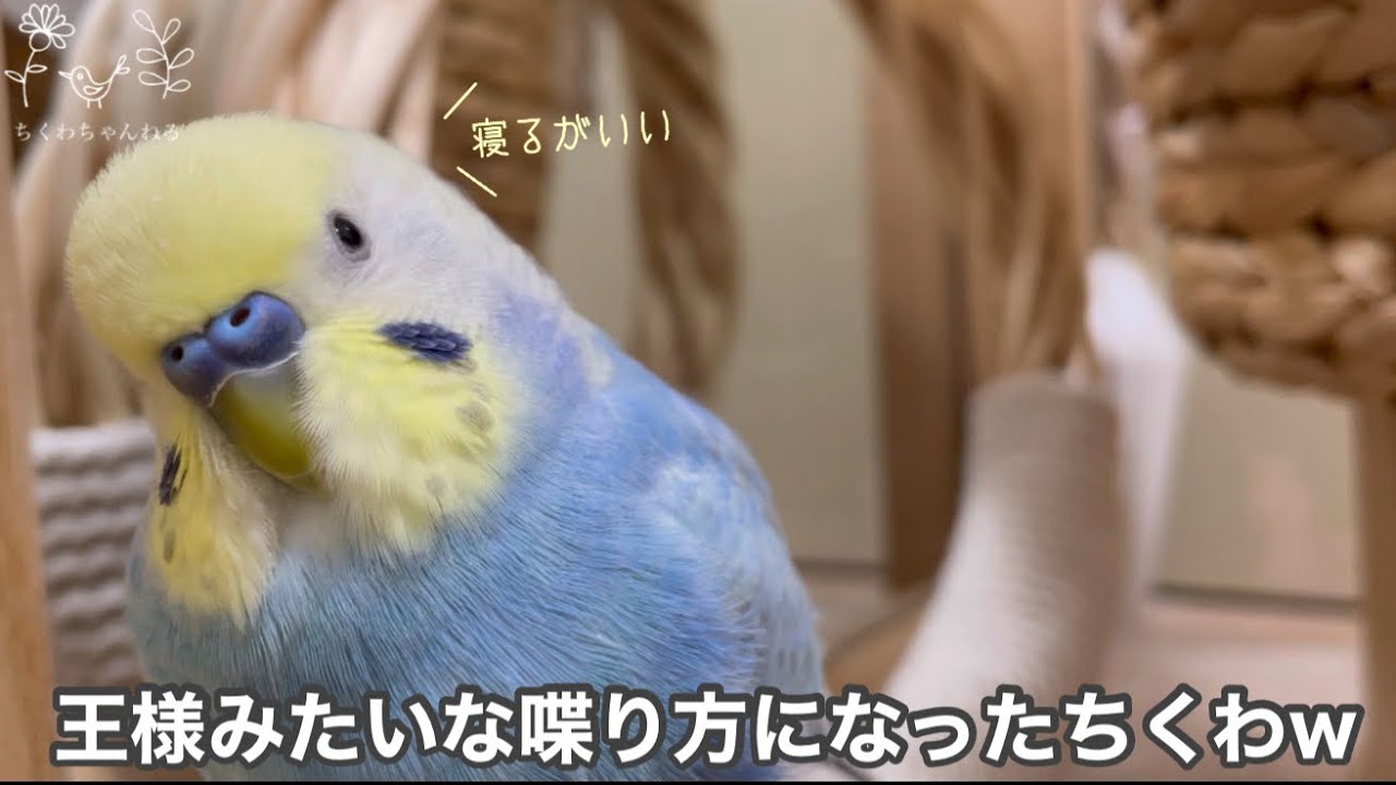 ☆tama✳︎☆オルゴナイト☆猫、セキセイインコ、チワワ☆ 最新画像更新🪄】ほんわか〜おっとり〜🫧セキセイインコ(ダブル