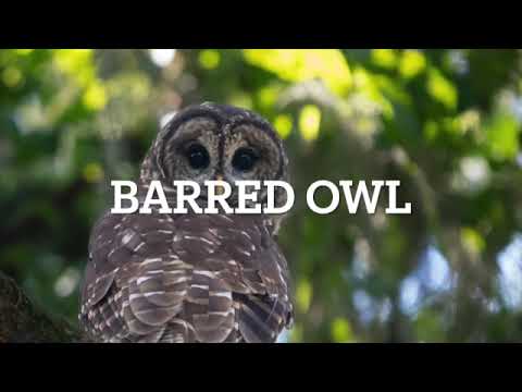 Sentinel species - How Chemicals Affect Avian Apex Predators?