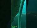 Biggest Fish Aquarium!! #shorts #ytshorts #fish