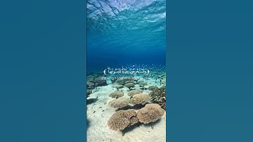 تلاوة عطرة من سورة فاطر للقارئ_عاصم_بلال_بني_خالد#قران_كريم #فاطر #Quran