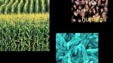 Laura Cuff   Genes Gone Wild