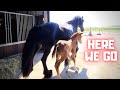 Let's go outside. On new shoes! We fix the wire | Friesian Horses