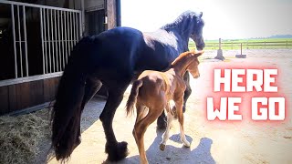 Let's go outside. On new shoes! We fix the wire | Friesian Horses