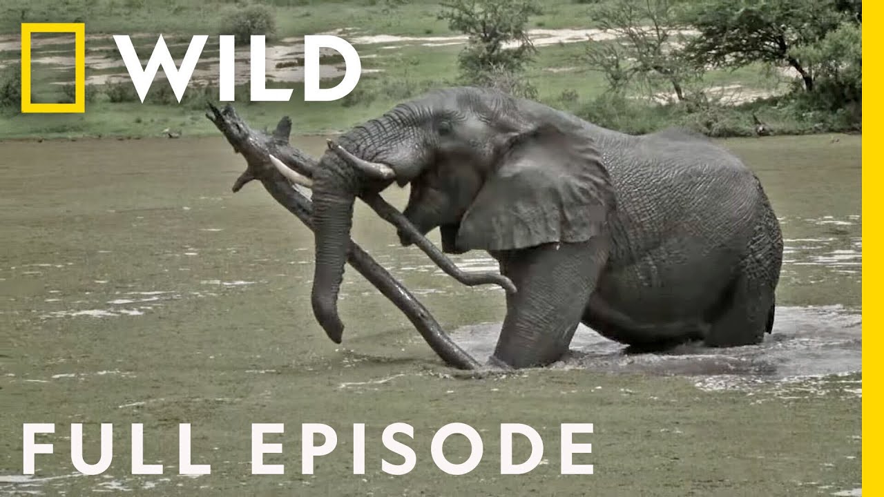 Animal Fight Night: Giant Slayers (Full Episodes) – Documentary