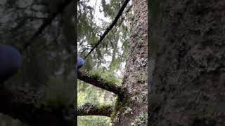 Quick tip, spurring skinny trees