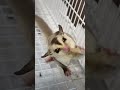 赤ちゃんフクロモモンガがミルク飲む #shorts