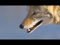 Coyote Mystery: Attack in Wild (Nature Documentary)