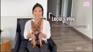 My dog is fighting Cancer - Lucia's Vlog