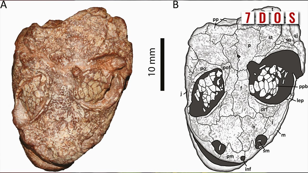 New Species of Prehistoric Amphibian Named After Kermit | 7 Days of Science