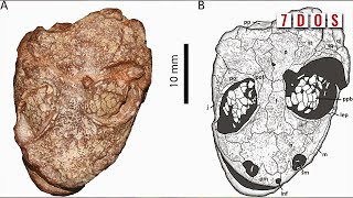 New Species of Prehistoric Amphibian Named After Kermit | 7 Days of Science