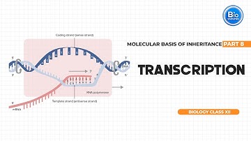 Transcription | Molecular Basis of Inheritance Part 8 | BioSimplified