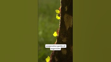 Mycelium and advanced super computers