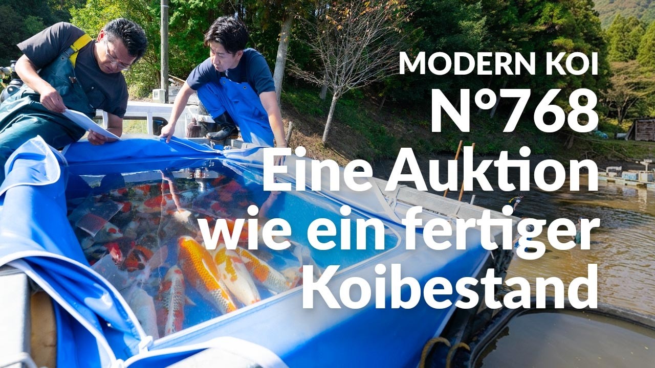 Alle Koi aus Auktion No. 768 im Detail erklärt | Konishi Koi News
