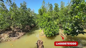 Bán 16,6 công đất trồng mít xã bình hòa tỉnh Tây Ninh đầy đủ tiện ít trên đất mà giá 130tr một công 