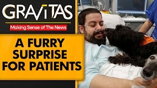 Gravitas | Tears of joy: Therapy dogs visit patients in hospital in Spain