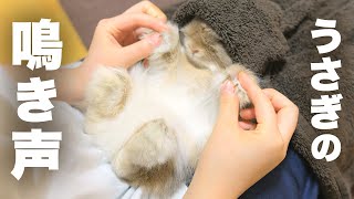 Rabbit that runs away while screaming because he dislikes nail clippers.No.141