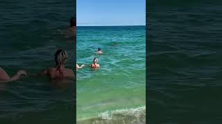 Magical Encounter Manatee Visits Miami Beach  #Manatee #MiamiBeach #Ocean #Wildlife #SunnyState #usa