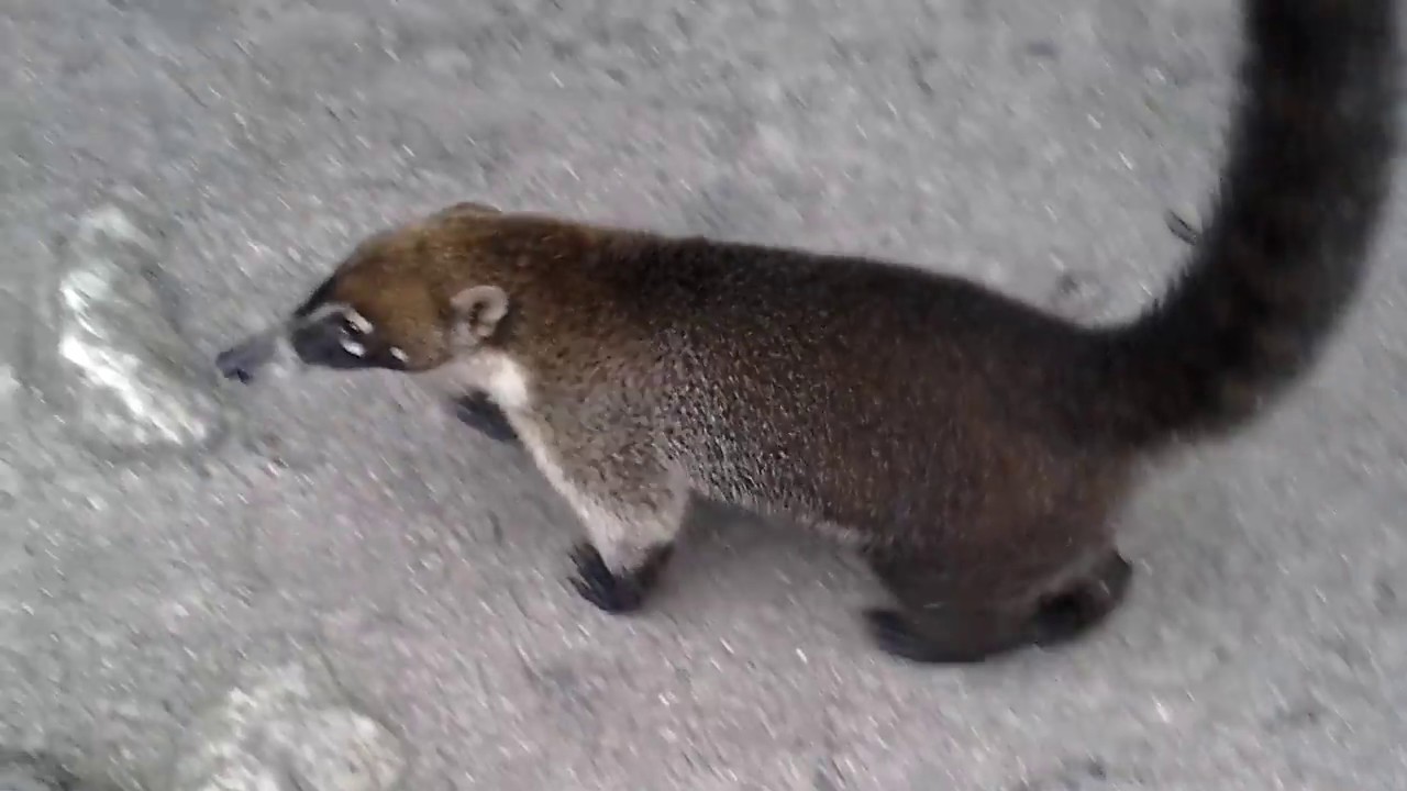 Pizote o Coatí │Tikal National park, Coati (Nasua narica)