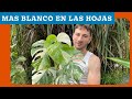 👨‍🌾 COMO CUIDAR MONSTERA DELICIOSA ALBO VARIEGADA. GUIA COMPLETA