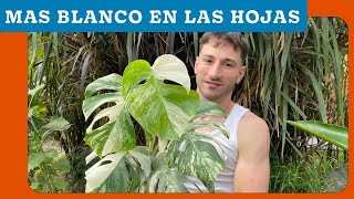 👨‍🌾 COMO CUIDAR MONSTERA DELICIOSA ALBO VARIEGADA. GUIA COMPLETA