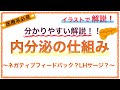 教科書をわかりやすく！「内分泌の解剖生理」〜ネガティブフィードバックやLHサージを簡単に解説！〜